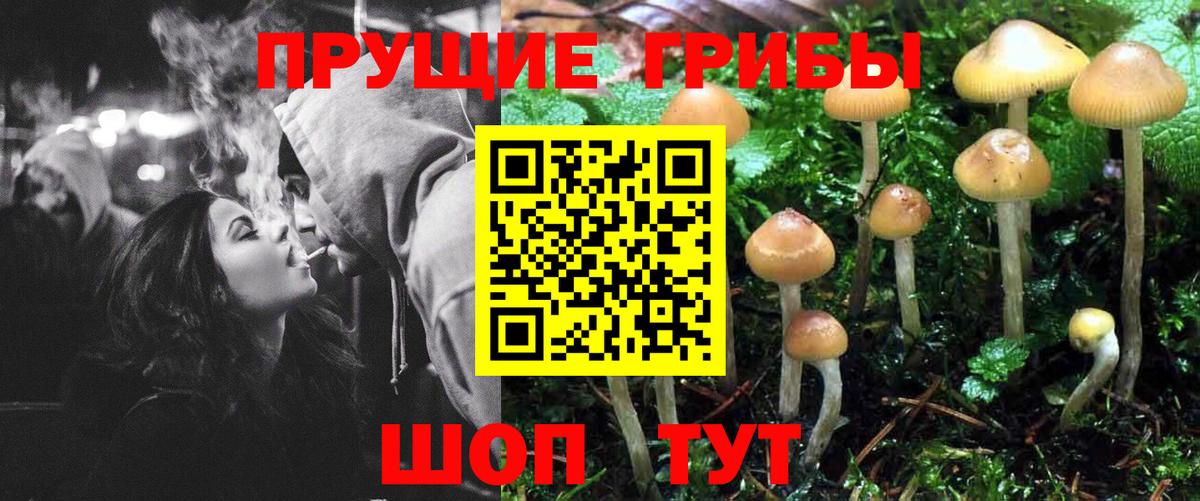 Галлюциногенные грибы Psilocybine cubensis Кохма